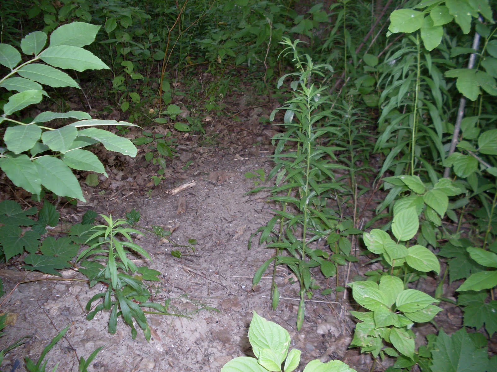 [SDC11494.JPG]