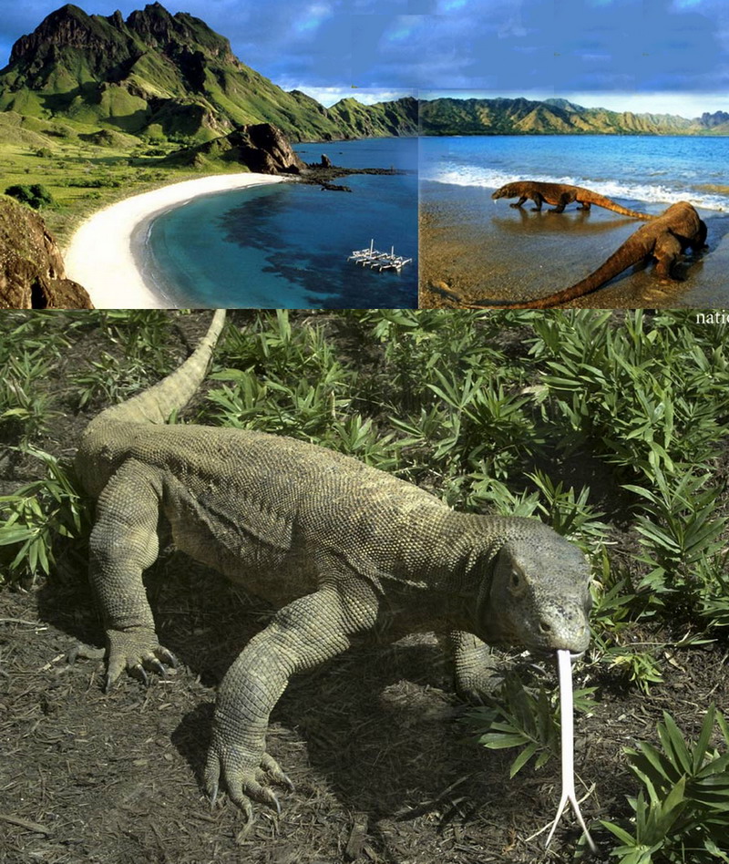 New Seven Wonders of Nature Komodo Island