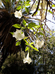 Flores en el cerro Santa Lucía. Chile, homenaje.