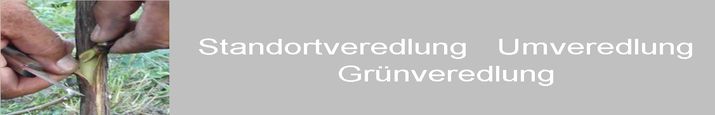 Umveredlung bei Reben