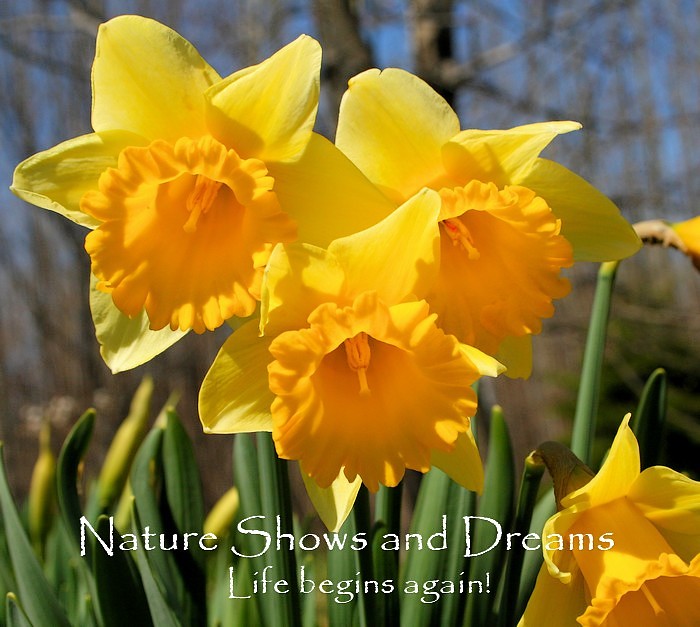 Nature Shows and Dreams