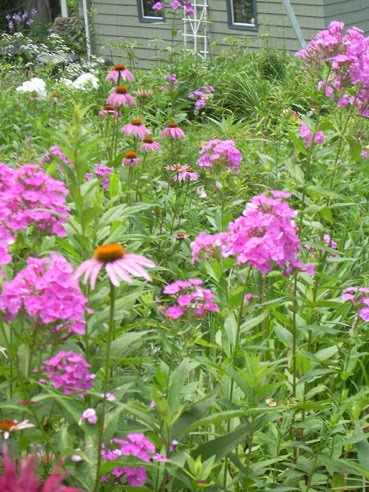 Phlox