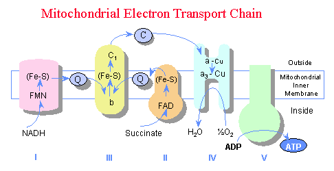 diagram of electron transport ap bio december 2010 diagram of electron transport ap bio december 2010