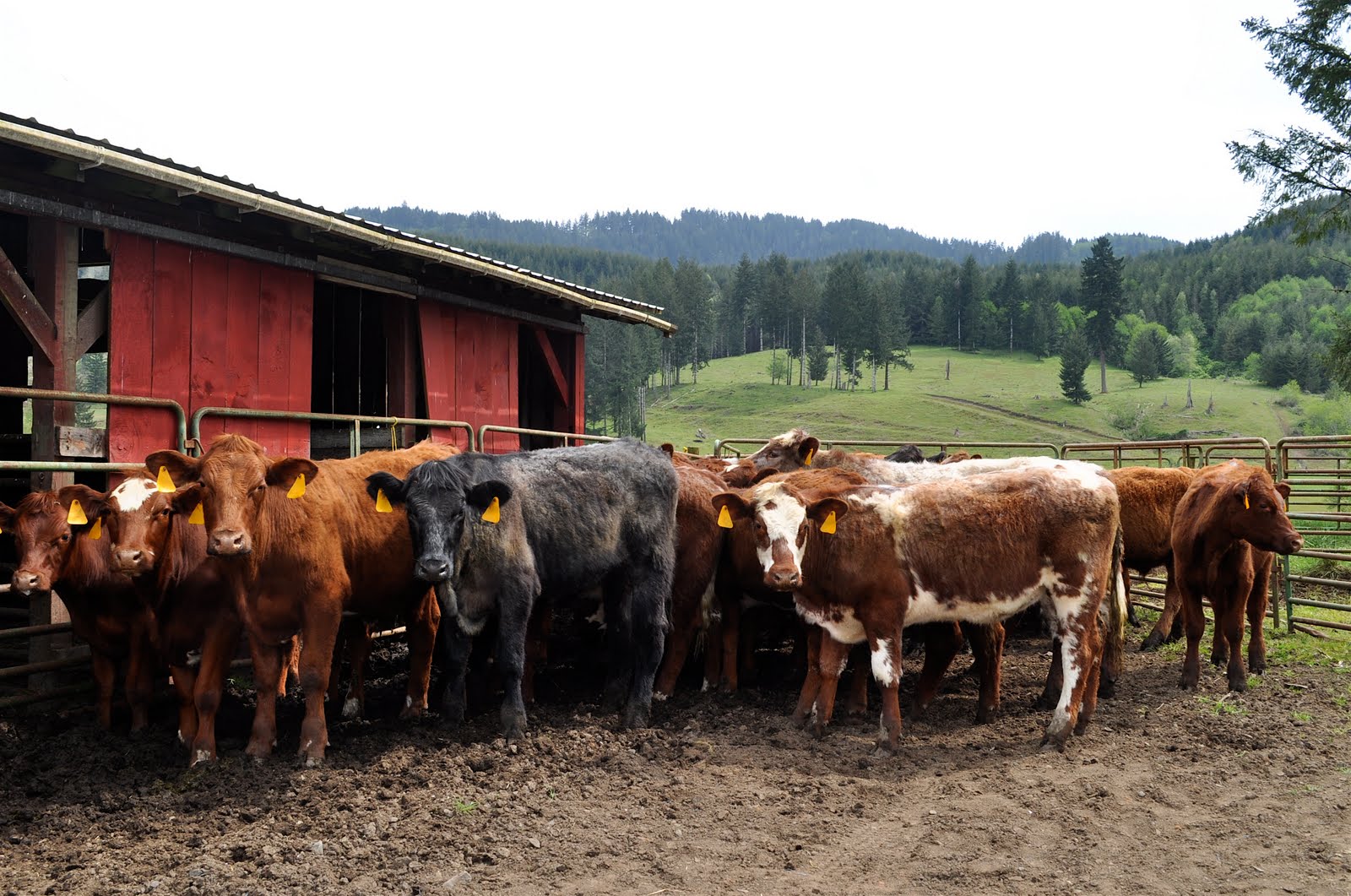 LuAnn Kessi Working Yearling Cattle...