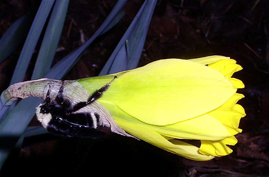[Daffodil+Bumblebees+2.jpg]