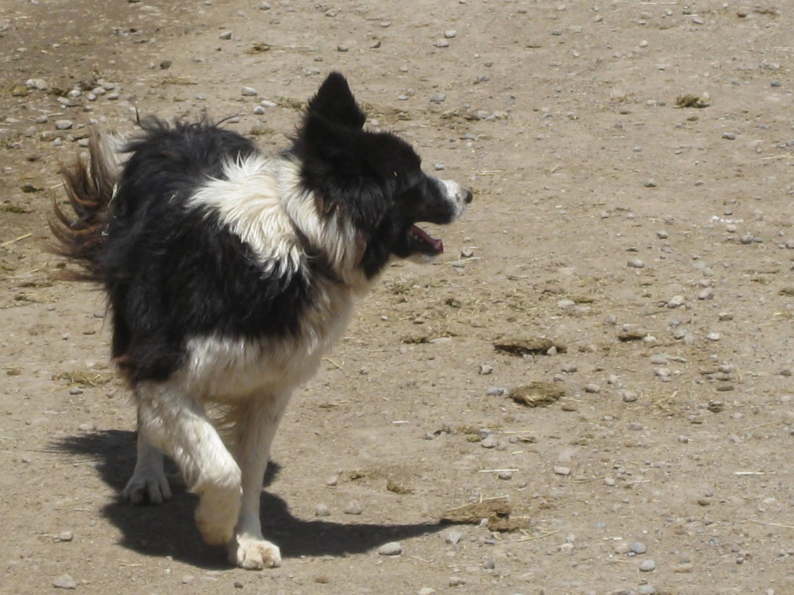 at a sheep farm this week