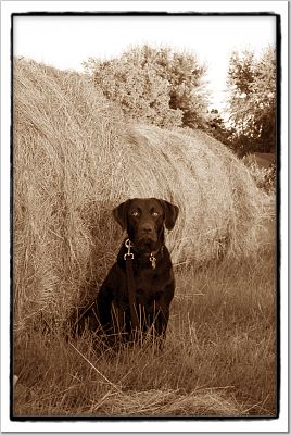 [riley+with+hay.jpg]