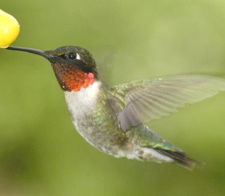 facts about ruby throated hummingbirds facts about all facts about ruby throated hummingbirds facts about all