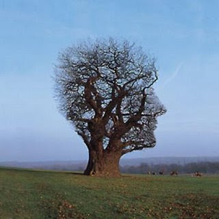 external image arbol+hombre.jpg