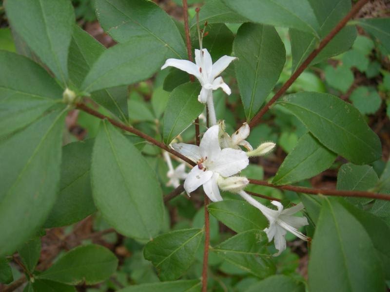 Gardening Shady Style State Wildflower of Native Azalea