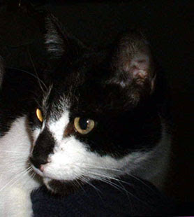 Bobbie's Bandit