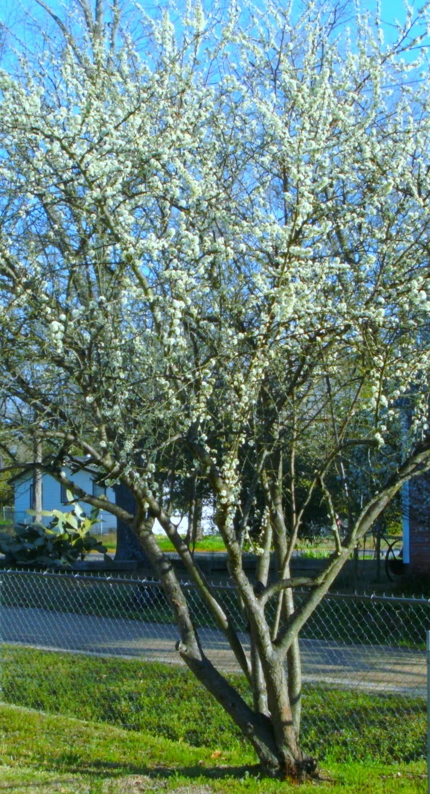 [spring+tree.jpg]