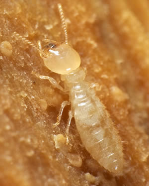 Subterranean Termite