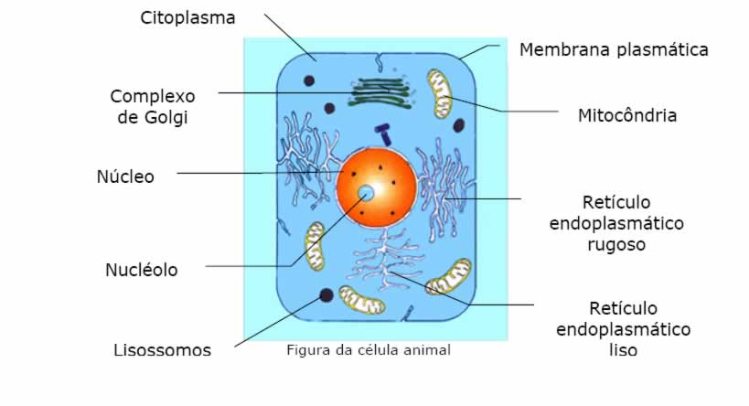 celula vegetal y sus partes. hot celula animal y sus