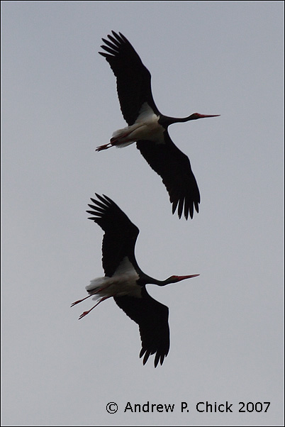Spanish birds Spanish birds