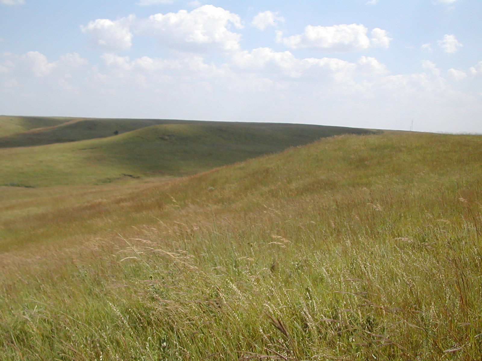 Back to the Prairie
