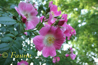 Rose No. 168