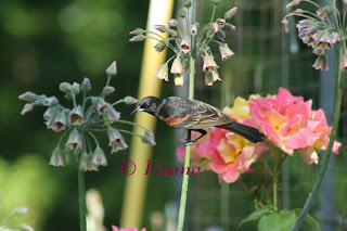 Orchard Oriole