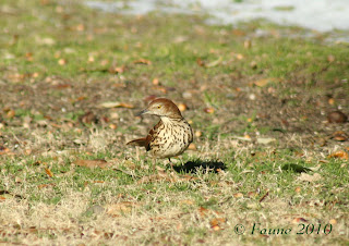 Brown Thrasher Currituck
