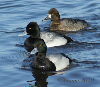 Bluebills Currituck Sound