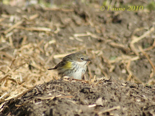 Yellow-rumped Warbler Currituck