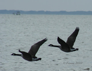 Canada Geese Currituck Sound