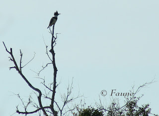 Kingfisher