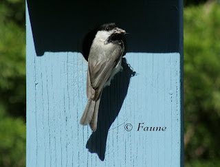 Chickadee feeding at box
