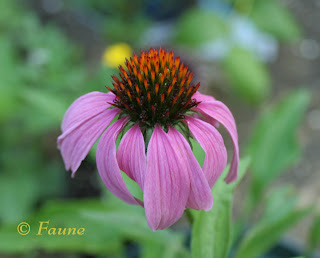 Echinacea