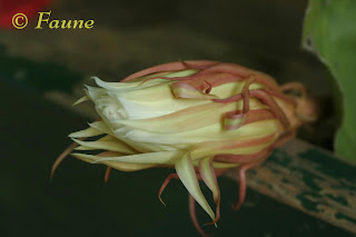 Night Blooming Cereus bud