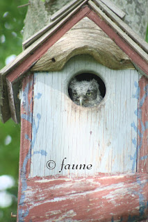Baby Screech Owl