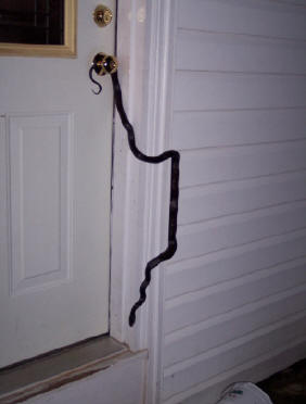 Black Snake Terry Black Snake Terry