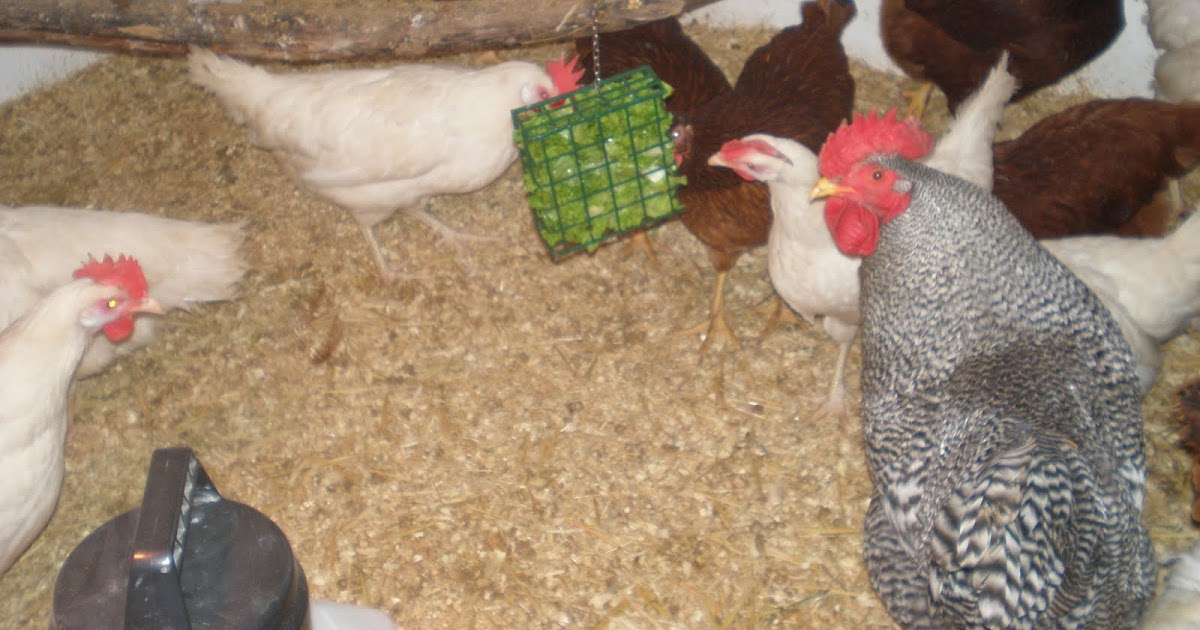 Aagaard Farms THE VINE Toys for Chickens