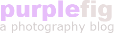 Purple Fig Photo