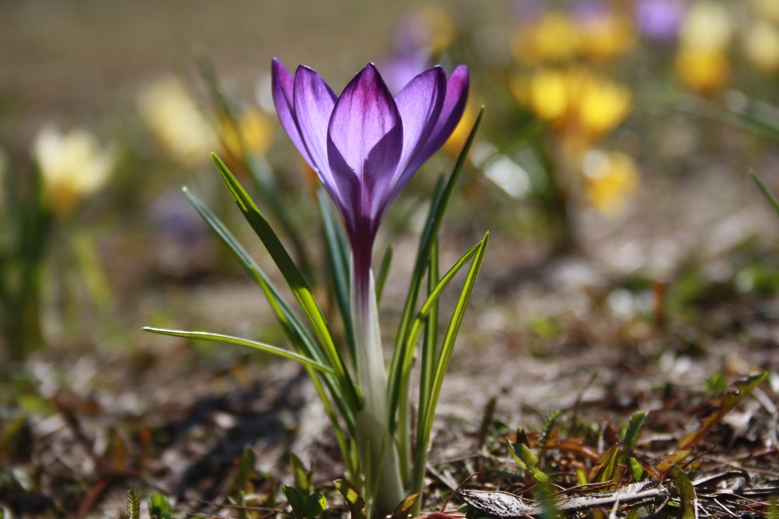 Fotoblogi First spring flowers