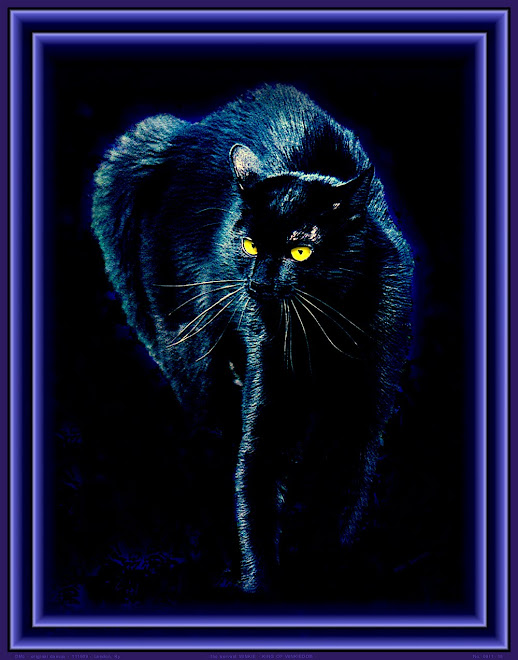 -  WINKIE  -