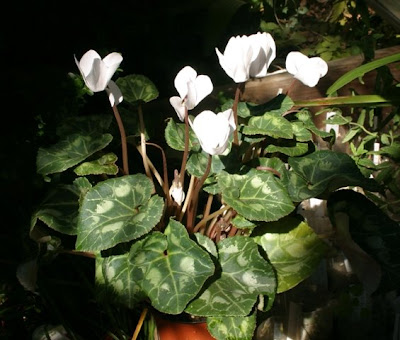 cyclamen wild