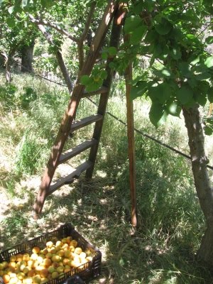 First Stone Fruit Harvest 2010