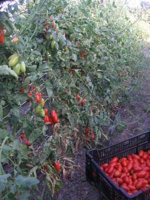 Juliet Roma Tomatoes - Early September