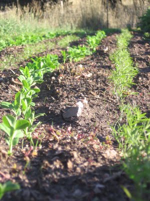 Nice Stand of Cover Crop Coming Up