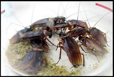 Cockroach Beauty Mask