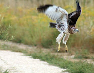 Red-tailed Hawk in Flight