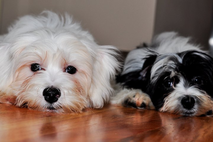 havanese puppies for adoption pin havanese puppies adoption image search results on havanese puppies for adoption pin havanese puppies adoption image search results on