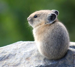 Joyce's Take: Pika Hut Joyce's Take: Pika Hut