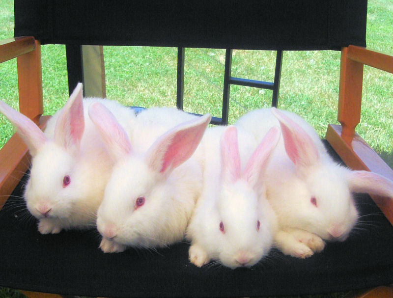 white baby rabbit