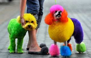 http://4.bp.blogspot.com/_30A0tBONanY/TRsvdL1edSI/AAAAAAAAAGM/6XGOKBV9OdM/s1600/poodles_1442062i.jpg