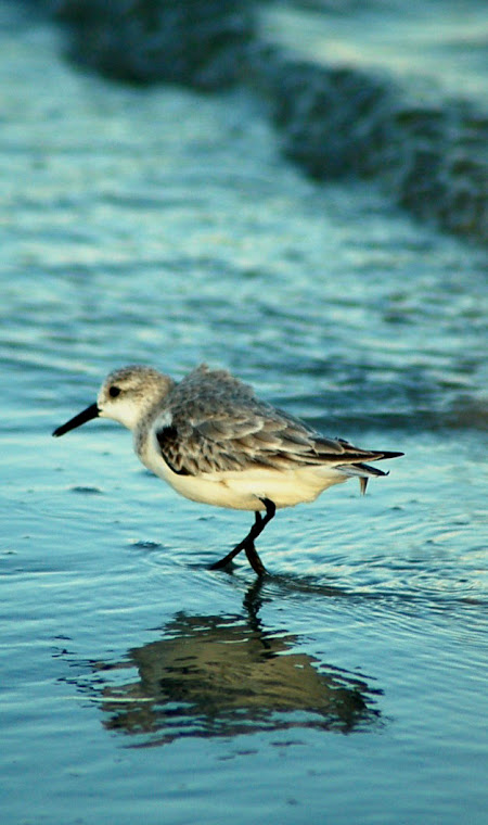 Murky reflection of a shore bird