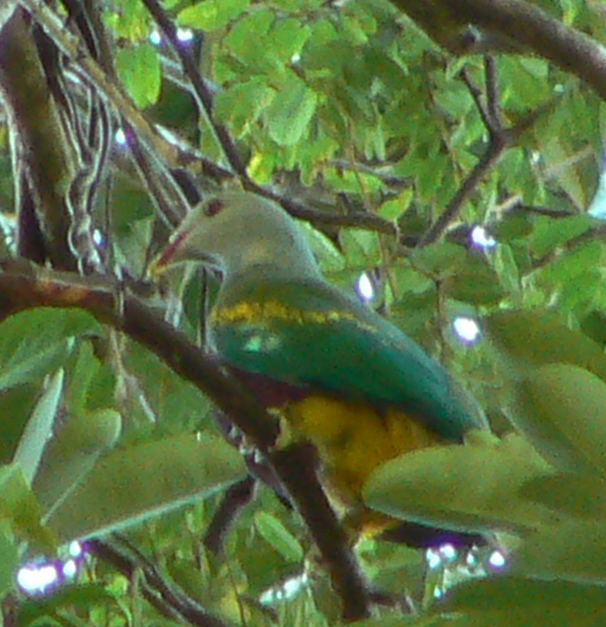 fruit dove