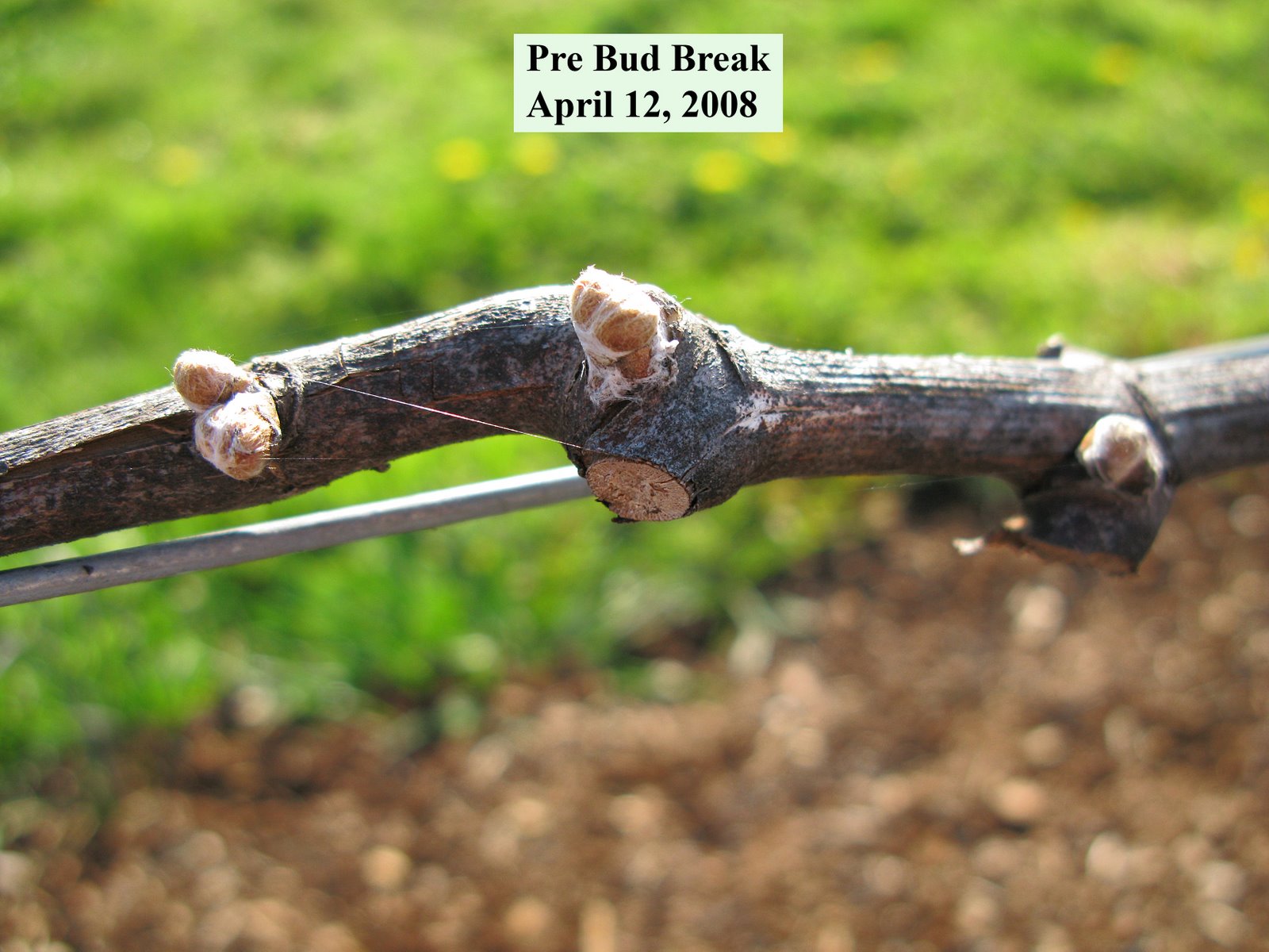 [April.12.bud..jpg]