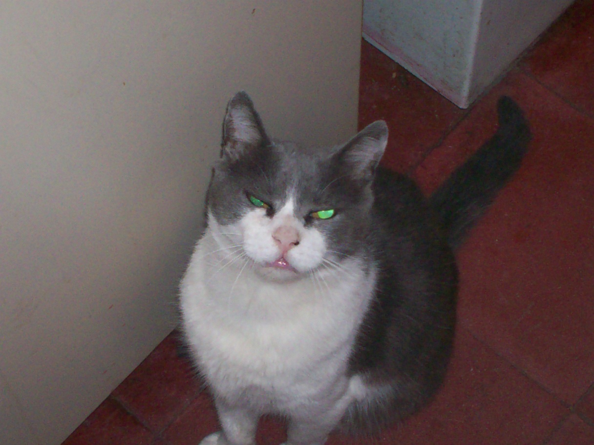 GATOS_RAZAS